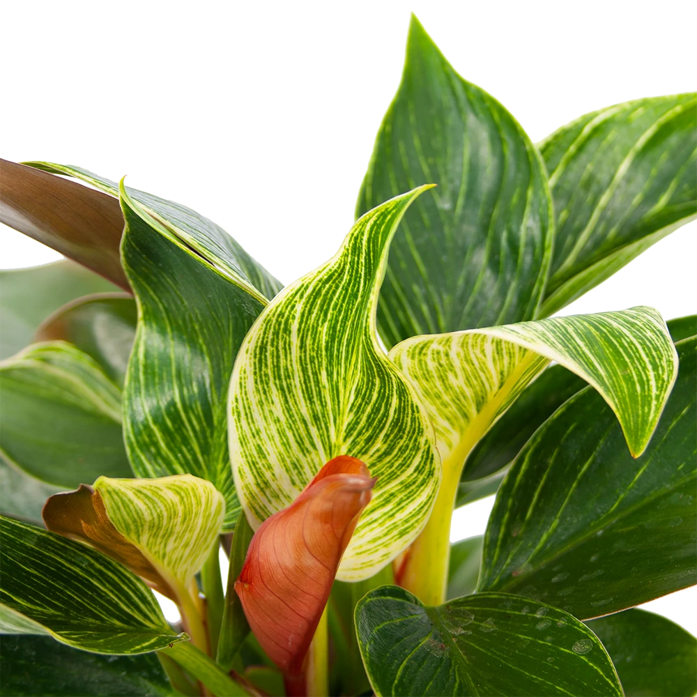 Philodendron White Wave - P13 H30 - Kamerplant 2 Philodendron White Wave - P13 H30 - Kamerplant - Afbeelding 2