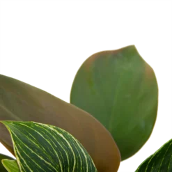 Philodendron White Wave - P13 H30 - Kamerplant 6 Philodendron White Wave - P13 H30 - Kamerplant -Natuur Hoek Verkoop philodendron white wave p13 h30 6