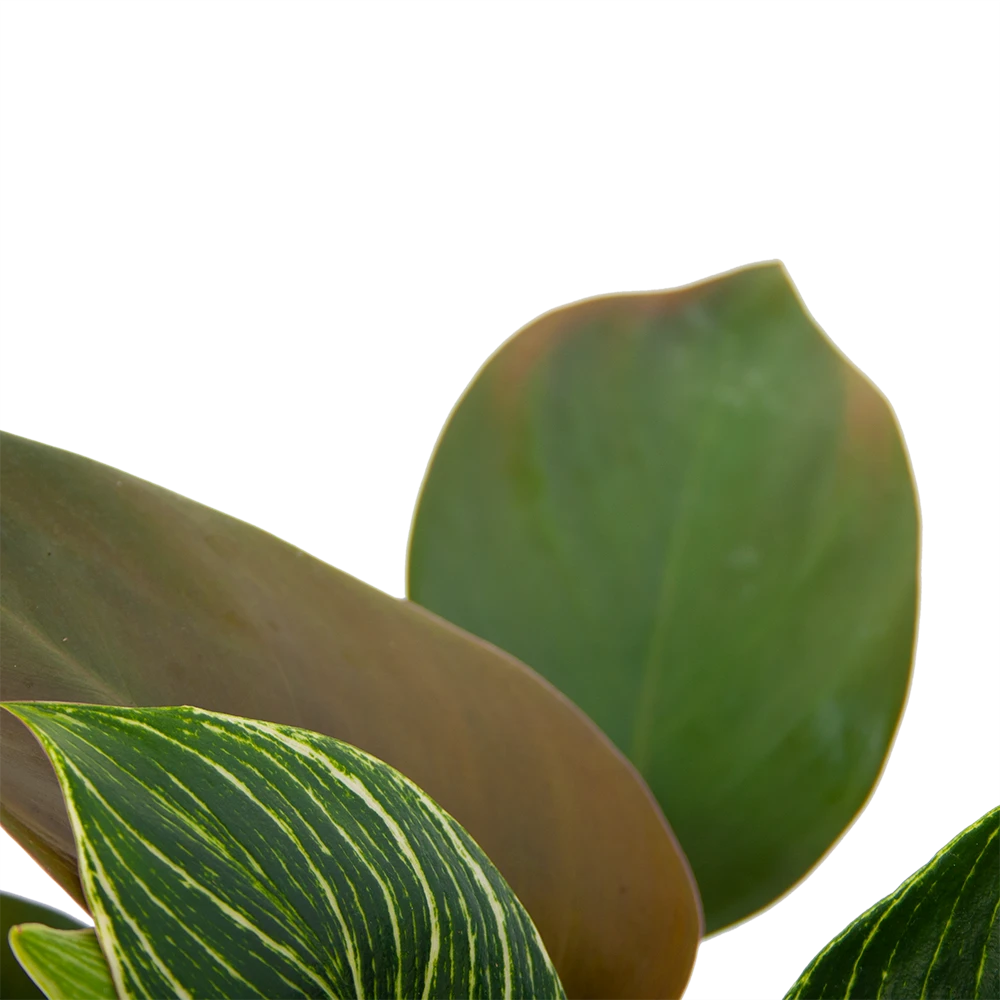 Philodendron White Wave - P13 H30 - Kamerplant 3 Philodendron White Wave - P13 H30 - Kamerplant - Afbeelding 3