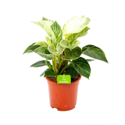 Philodendron White Wave - P17 H40 - Kamerplant
