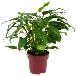 Philodendron Xanadu - P19 H50 - Kamerplant