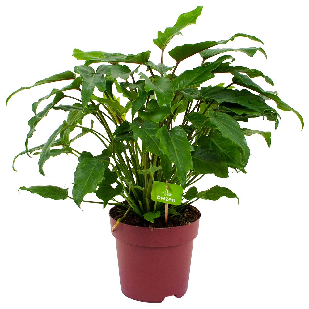 Philodendron Xanadu - P19 H50 - Kamerplant 1 Philodendron Xanadu - P19 H50 - Kamerplant