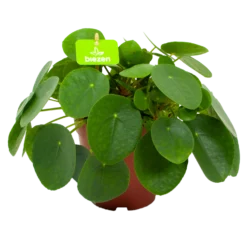 Pilea Peperomioides - Pannenkoekenplant - P15 H25 - Kamerplant