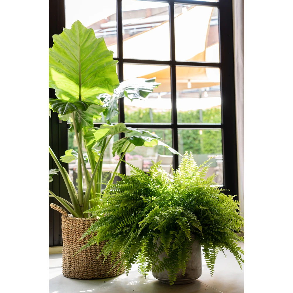 Plantenmand Joris - D42 X H36cm - Naturel 2 Plantenmand Joris - D42 X H36cm - Naturel - Afbeelding 2