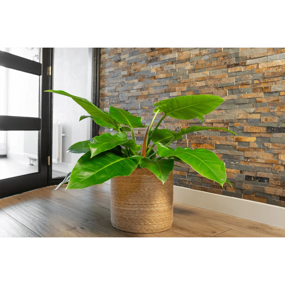 Plantenmand Stef - D31 X H31cm - Naturel 2 Plantenmand Stef - D31 X H31cm - Naturel - Afbeelding 2