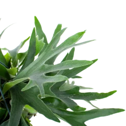 Platycerium Bifurcatum - Hertshoornvaren - In Hangpot - P21 H60 - Kamerplant -Natuur Hoek Verkoop platycerium bifurcatum hertshoornvaren in hangpot p21 h60 6