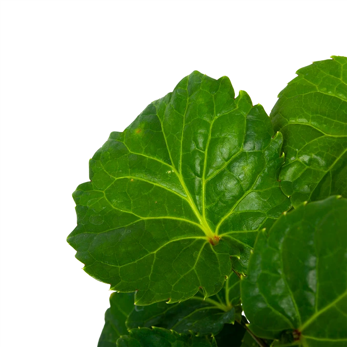 Polyscias Fabian - Aralia - P19 H65 - Kamerplant 2 Polyscias Fabian - Aralia - P19 H65 - Kamerplant - Afbeelding 2