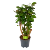 Polyscias Fabian - Aralia - P24 H100 - Kamerplant