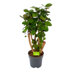 Polyscias Fabian - Aralia - P24 H100 - Kamerplant
