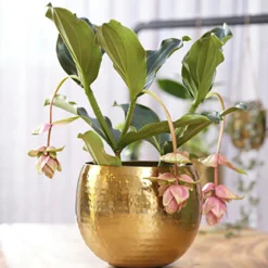 Bloempot Kody - D17 X H16cm - Goud 5 Bloempot Kody - D17 X H16cm - Goud -Natuur Hoek Verkoop pot kody gold d17 h16 bloempot 7 11