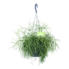 Rhipsalis Cassutha - Koraalcactus - In Hangpot - P17 H40 - Kamerplant