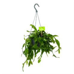 Rhipsalis Elliptica - In Hangpot - P17 H40 - Kamerplant