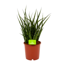 Sansevieria Fernwoord Punk - Vrouwentong - P14 H45 - Kamerplant