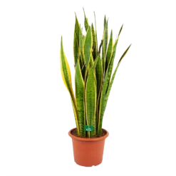 Sansevieria Laurentii - Vrouwentong - P30 H110 - Kamerplant