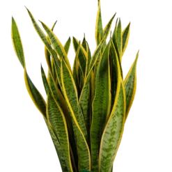 Sansevieria Laurentii - Vrouwentong - P30 H110 - Kamerplant -Natuur Hoek Verkoop sansevieria laurentii vrouwentong p30 h110 kamerplant 3