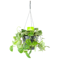 Scindapsus Pictus Argyraeus - Epipremnum - In Hangpot - P17 H40 - Kamerplant