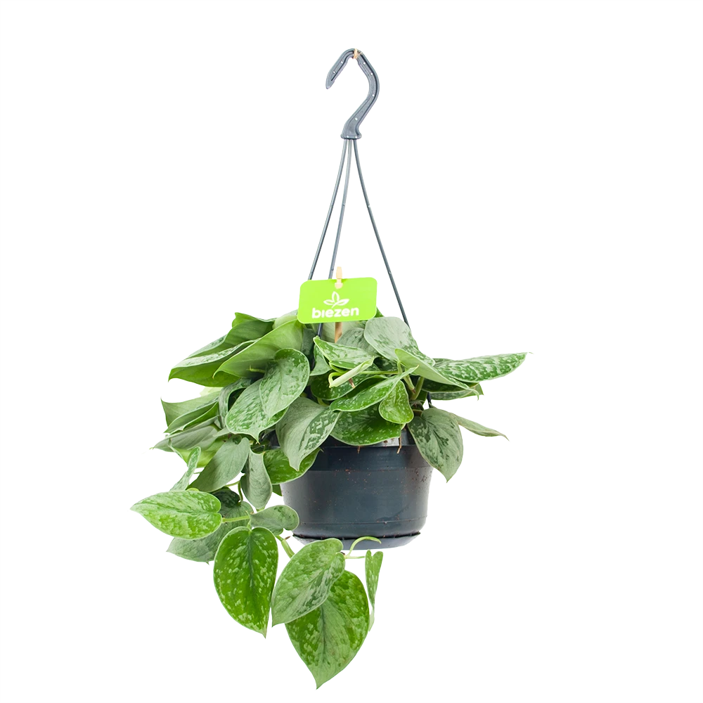 Scindapsus Pictus Silvery Ann - Epipremnum - In Hangpot - P15 H30 - Kamerplant