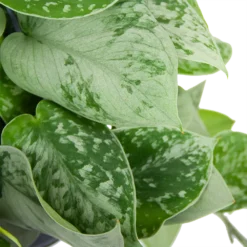 Scindapsus Pictus Silvery Ann - Epipremnum - In Hangpot - P15 H30 - Kamerplant -Natuur Hoek Verkoop scindapsus pictus silvery ann epipremnum in hangpot p15 h30 6 3