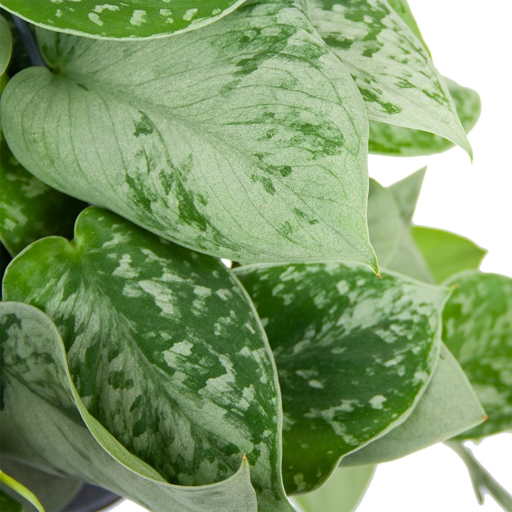 Scindapsus Pictus Silvery Ann - Epipremnum - In Hangpot - P15 H30 - Kamerplant - Afbeelding 3