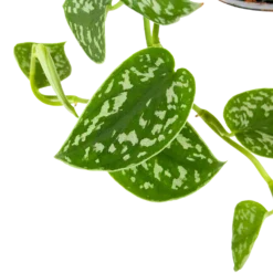 Scindapsus Pictus Trebie - Epipremnum - In Hangpot - P15 H20 - Kamerplant -Natuur Hoek Verkoop scindapsus pictus trebie epipremnum in hangpot p15 6 1