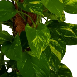 Scindapsus Pinnatum Aureum Op Mosstok - Epipremnum - P27 H150 - Kamerplant -Natuur Hoek Verkoop scindapsus pinnatum aureum op mosstok epipremnum p27 h150 4