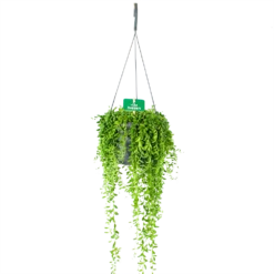 Senecio Herreianus - Erwtenplant - In Hangpot - P17 H40 - Kamerplant