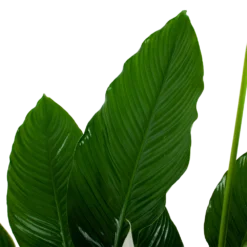 Spathiphyllum Wallisii - Lepelplant - P24 H120 Wit - Kamerplant -Natuur Hoek Verkoop spathiphyllum wallisii lepelplant p24 h120 wit 6