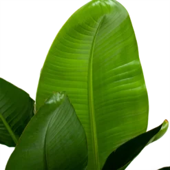 Strelitzia Nicolai - Paradijsvogelpant - P28 H130 - Kamerplant -Natuur Hoek Verkoop strelitzia nicolai paradijsvogelpant p28 h130 6