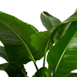 Strelitzia Nicolai - Paradijsvogelpant - P38 H160 - Kamerplant -Natuur Hoek Verkoop strelitzia nicolai paradijsvogelpant p38 h160 4