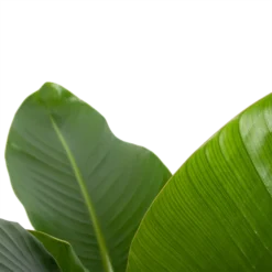 Strelitzia Nicolai - Paradijsvogelplant - P27 H110 - Kamerplant -Natuur Hoek Verkoop strelitzia nicolai paradijsvogelplant p27 h110 6 2