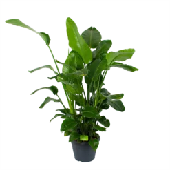 Strelitzia Nicolai - Paradijsvogelplant - P35 H130 - Kamerplant