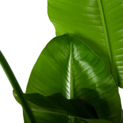 Strelitzia Nicolai - Paradijsvogelplant - P35 H130 - Kamerplant -Natuur Hoek Verkoop strelitzia nicolai paradijsvogelplant p35 h130 6