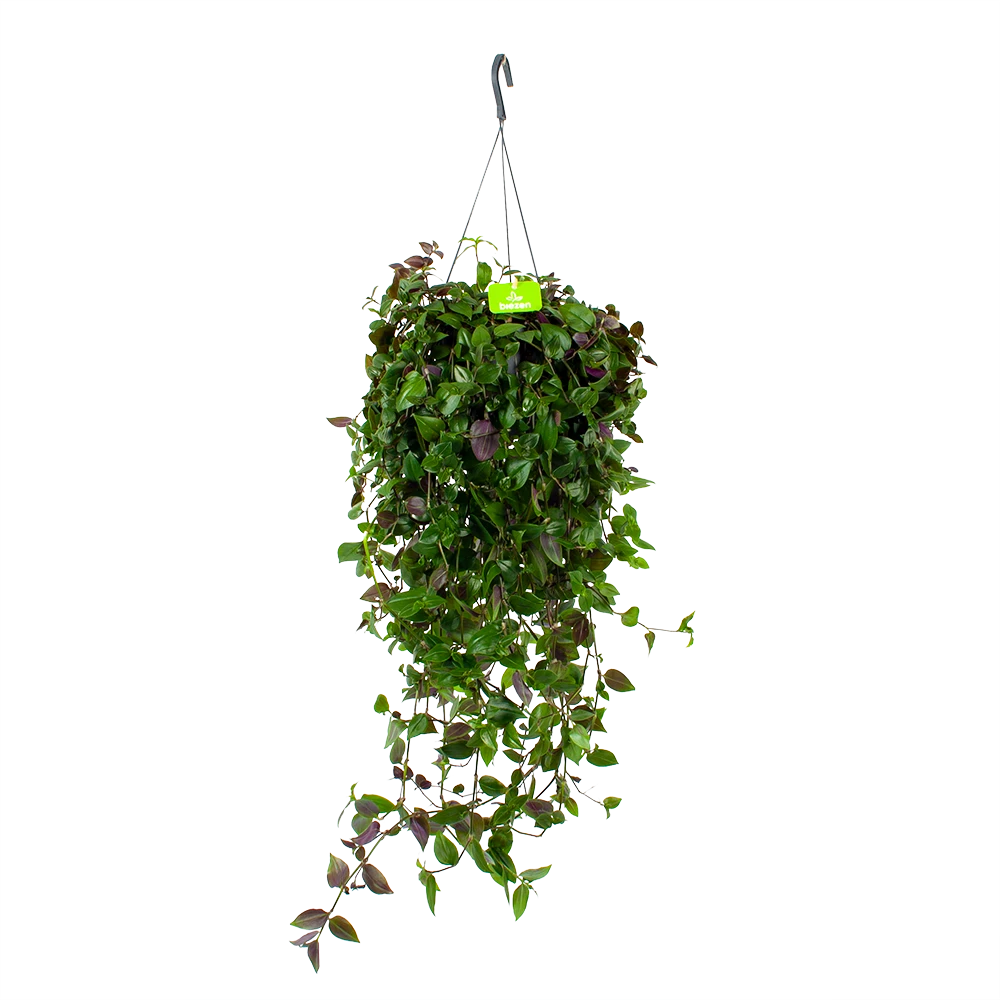 Tradescantia Green Hill - Vaderplant - In Hangpot - P17 H35 - Kamerplant 1 Tradescantia Green Hill - Vaderplant - In Hangpot - P17 H35 - Kamerplant