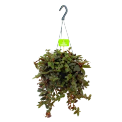 Tradescantia Sillamotara Brownhill - Vaderplant - In Hangpot - P17 H40 - Kamerplant