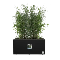 Elho Vivo Next Lang Wielen 60cm - Living Black 11 Elho Vivo Next Lang Wielen 60cm - Living Black -Natuur Hoek Verkoop vivo next lang wielen 60cm living black 5 1