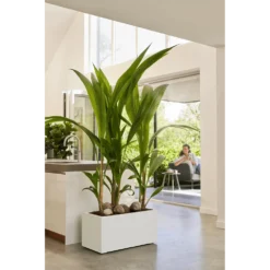 Elho Vivo Next Lang Wielen 80cm - Wit -Natuur Hoek Verkoop vivo next lang wielen 80cm wit 7 1