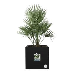 Elho Vivo Next Vierkant Wielen 30cm - Living Black -Natuur Hoek Verkoop vivo next vierkant wielen 30cm living black 4 1