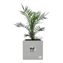 Elho Vivo Next Vierkant Wielen 30cm - Warm Grijs -Natuur Hoek Verkoop vivo next vierkant wielen 30cm warm grijs 6 1