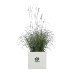 Elho Vivo Next Vierkant Wielen 30cm - Wit 11 Elho Vivo Next Vierkant Wielen 30cm - Wit -Natuur Hoek Verkoop vivo next vierkant wielen 30cm wit 5 1