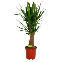 Yucca Inca Tree - Palmlelie - P27 H110 - Kamerplant