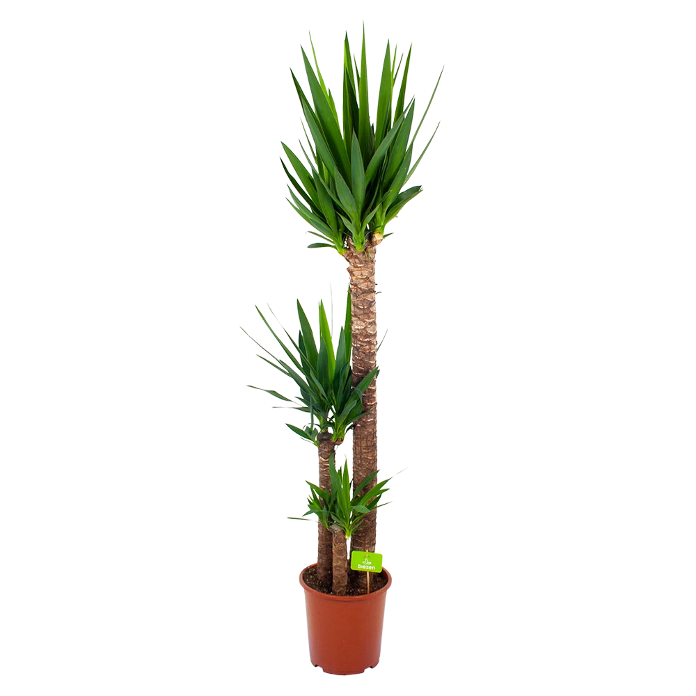 Yucca - Palmlelie - P24 H165 - Kamerplant 1 Yucca - Palmlelie - P24 H165 - Kamerplant