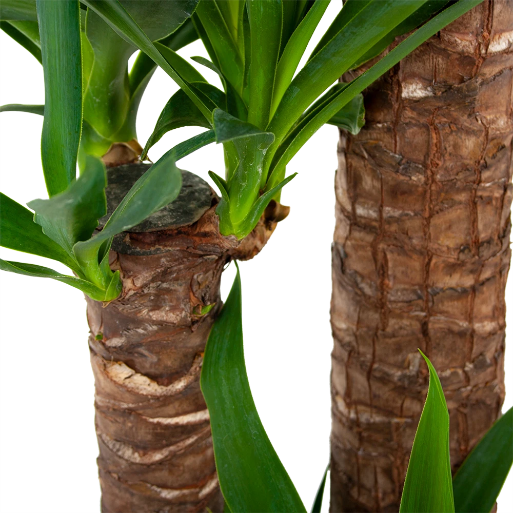 Yucca - Palmlelie - P24 H165 - Kamerplant 3 Yucca - Palmlelie - P24 H165 - Kamerplant - Afbeelding 3