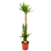 Yucca - Palmlelie - P27 H170 - Kamerplant
