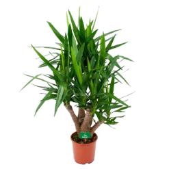 Yucca - Vertakt - Palmlelie - P24 H100 - Kamerplant