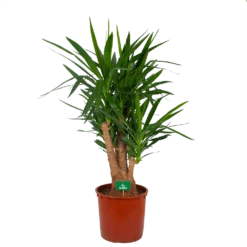 Yucca - Vertakt - Palmlelie - P34 H140 - Kamerplant