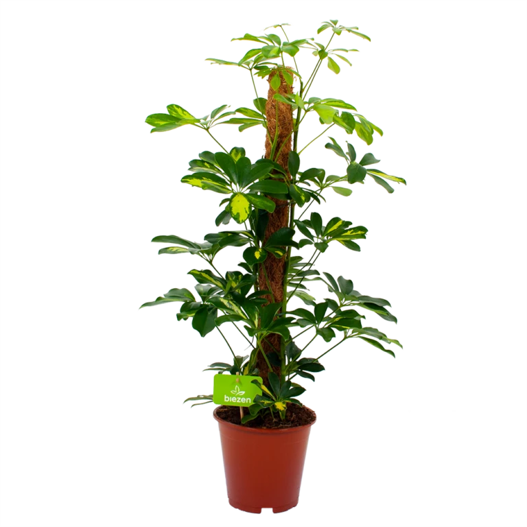 Natuur Hoek Verkoop -Natuur Hoek Verkoop schefflera arboricola gold capella vingerboom p19 h75 4 768x768 1